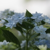 あじさい