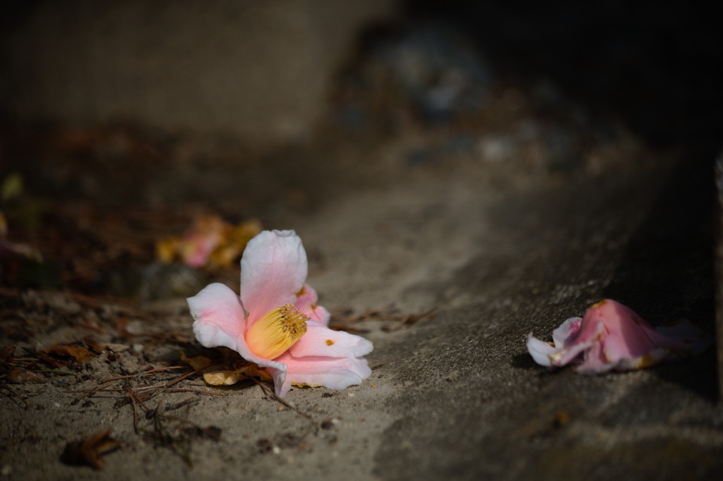 首の落ちる花 椿 By ポチタマ Id 写真共有サイト Photohito