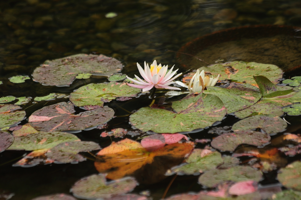 水面に浮かぶ花
