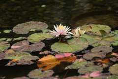 水面に浮かぶ花