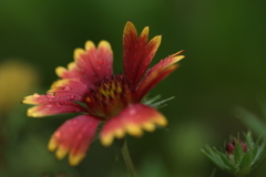 ガイラルディアアリゾナ