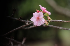 10月の河津桜