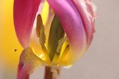 花粉