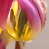 花粉