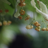 菩提樹