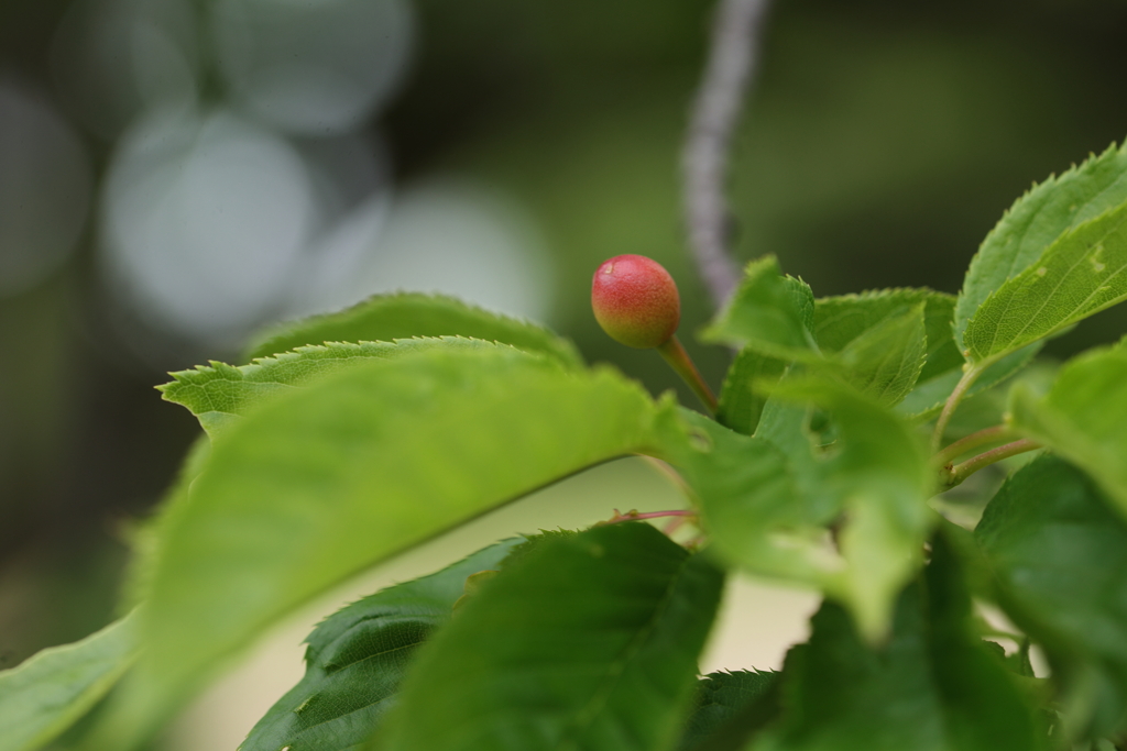 小さなさくらんぼ