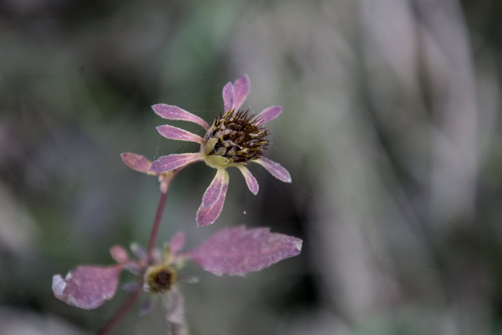 枯れても・・・