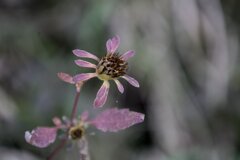 枯れても・・・