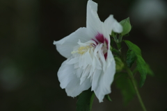 白妙の花