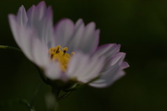 秋桜