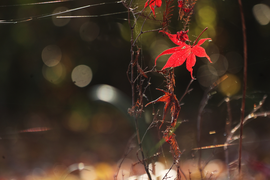 朝陽に照らされて