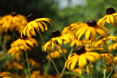 夏の花