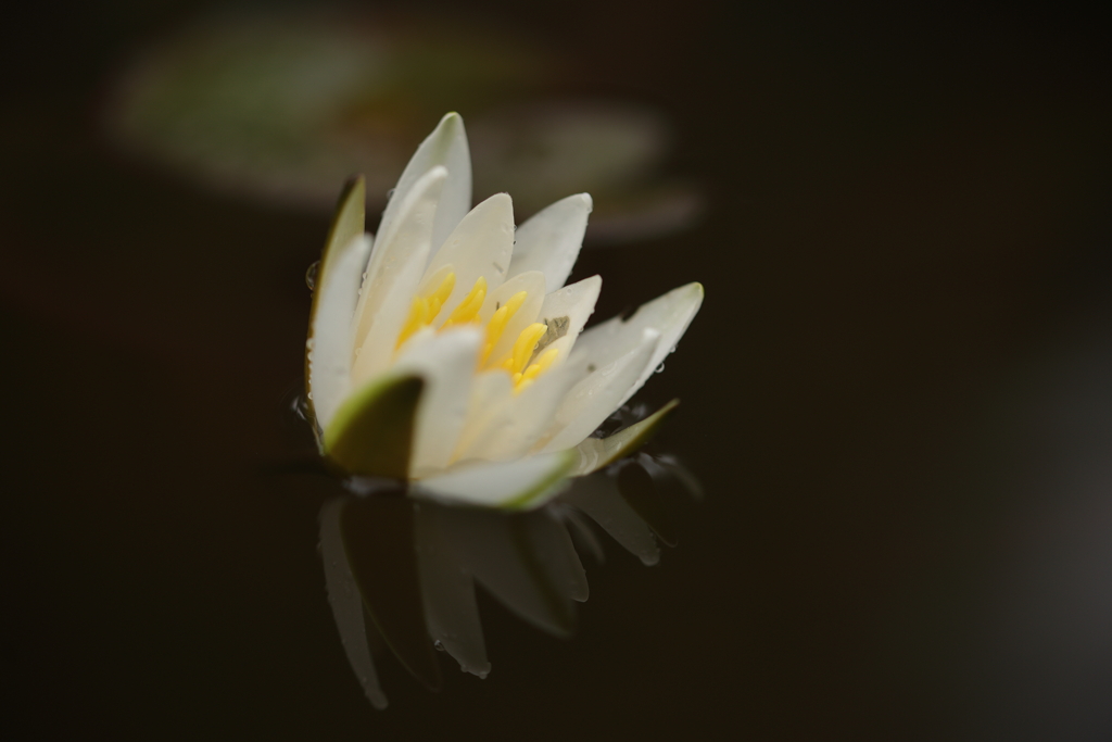 水面の花