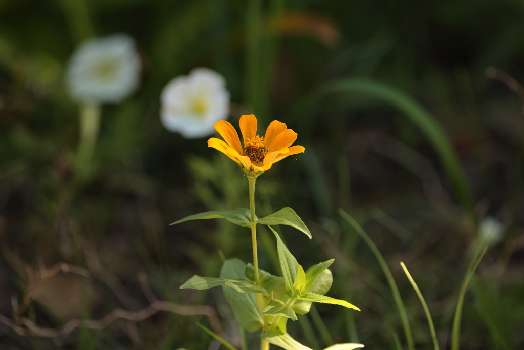 10月の百日草