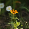 10月の百日草