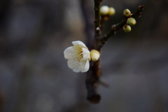 梅