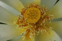 果托前の花托