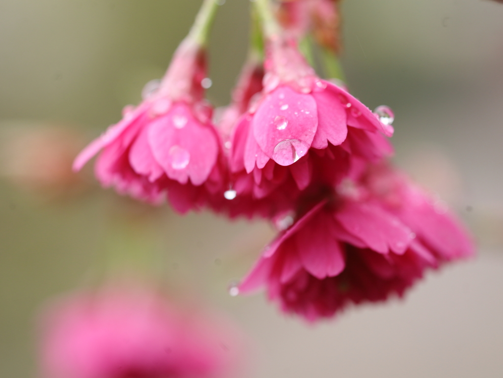 八重寒緋桜