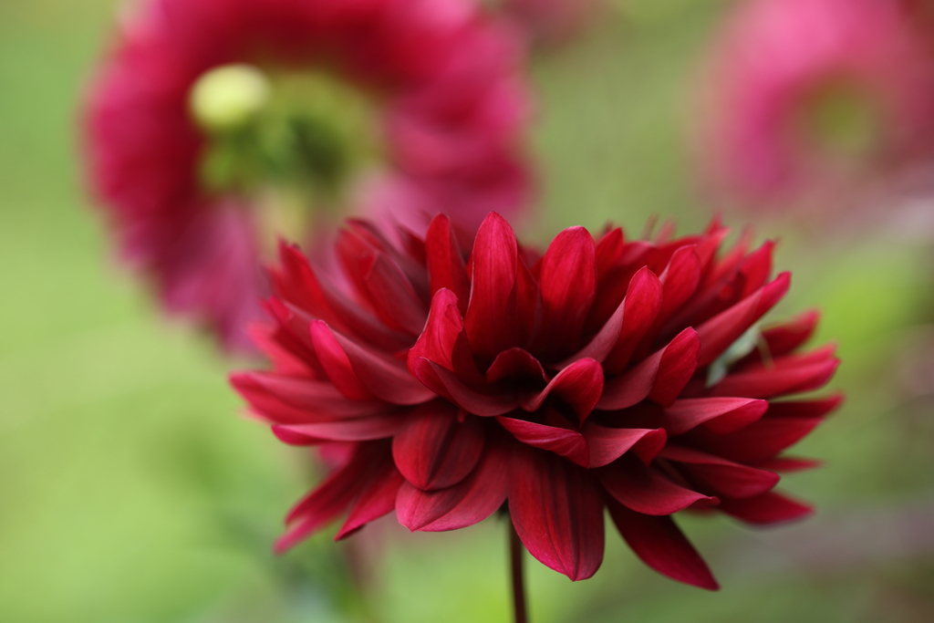 Dahlia