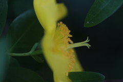 幽玄