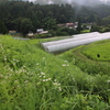 ヒメジオン咲く野道