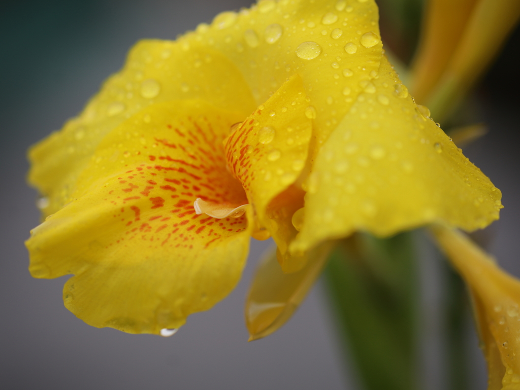 Raindrops
