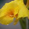 Raindrops