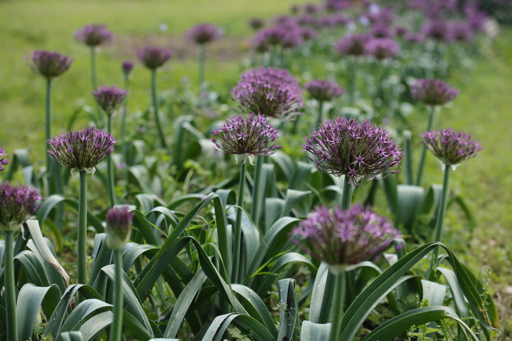 Allium atropurpureum