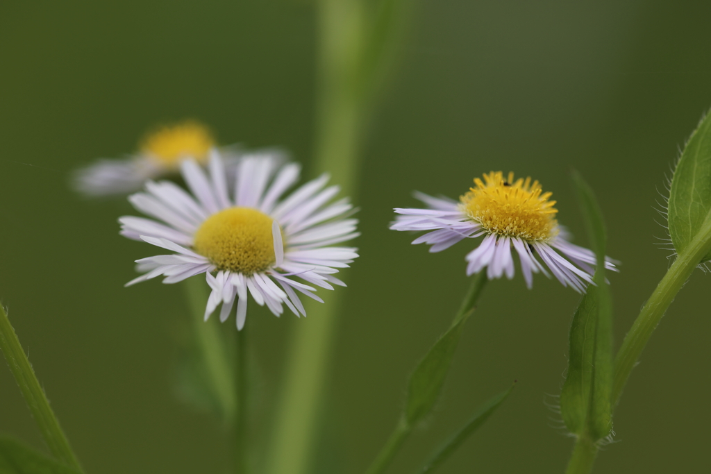 野の花