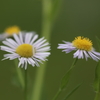 野の花