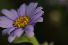 しっとり濡れて