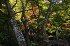 紅葉パレット