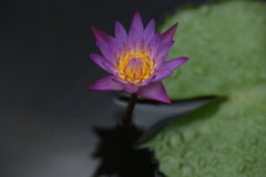 水面に