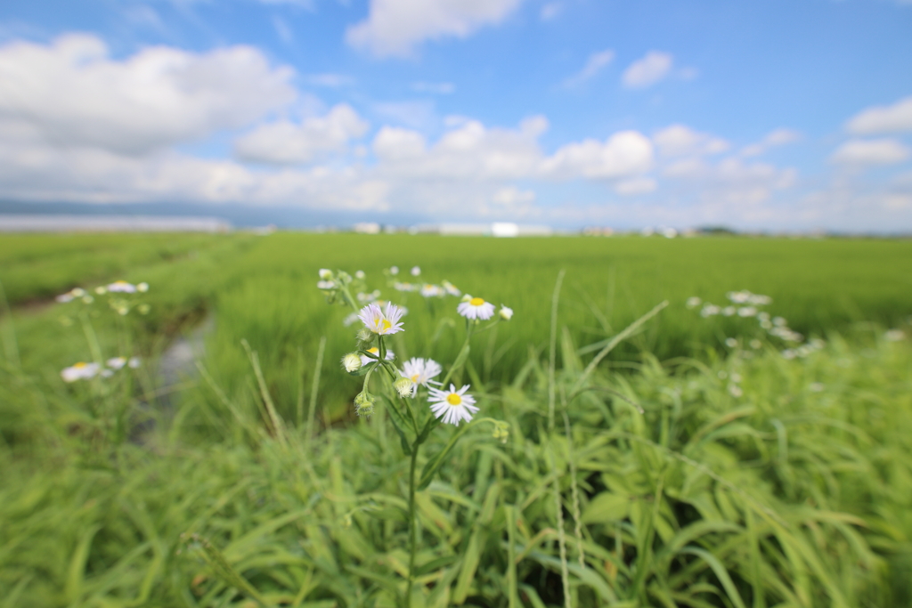 夏の野道に姫女苑