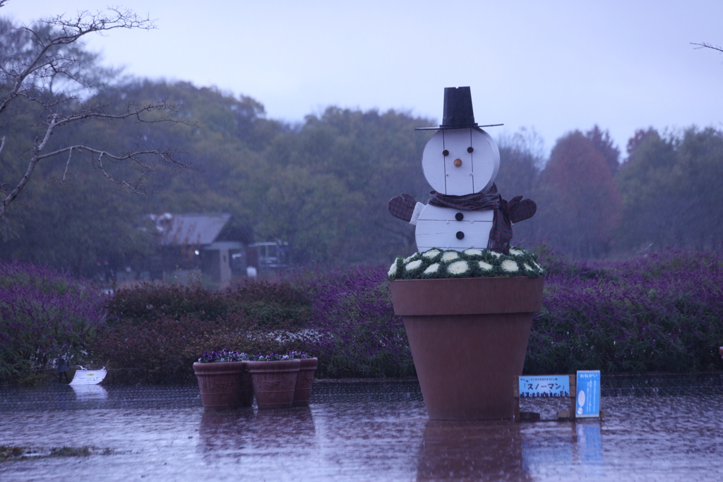 雪恋しけど雨