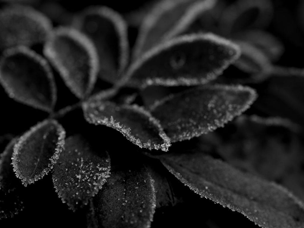 ice  plants