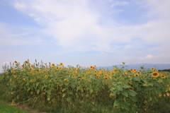 夏空に向かって