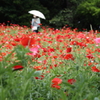 天上の花