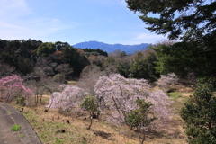 四手辛夷咲く鈴鹿の里