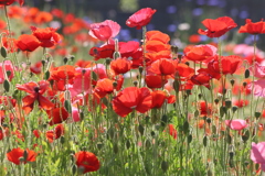 明日は・・・雨？