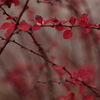 紅メギ  ローズグロー