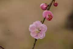 桃色