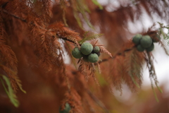 はや紅葉