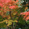 渡岸寺観音堂の紅葉
