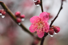 梅雨