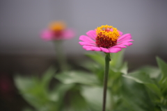 Zinnia