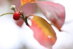 花水木　紅葉