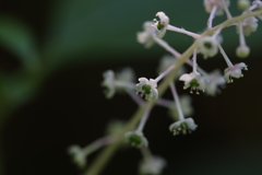 白い小さな花