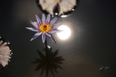 太陽と睡蓮