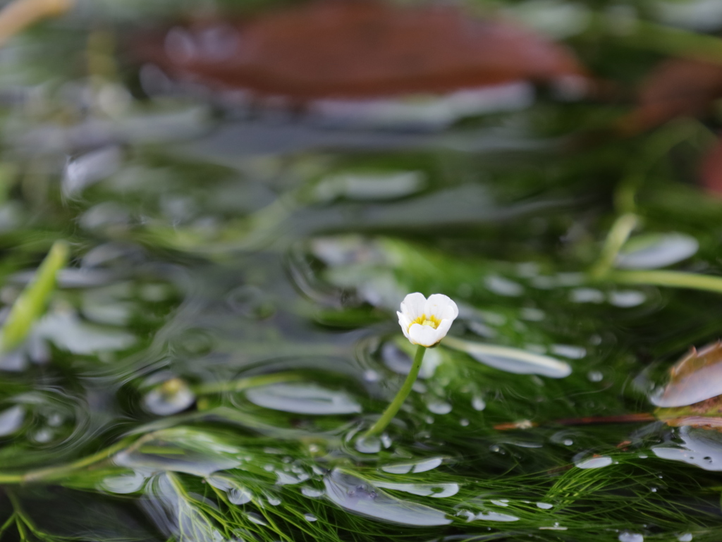 水面に咲く